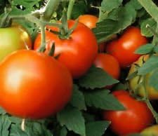 Red Tomato Heirloom Non Gmo Image