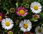 Profusion (Profusion scientific name) for planting in garden