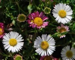 Profusion (Profusion scientific name) for planting in garden