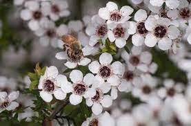 Manuka Flower Seeds for Planting - 100