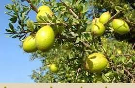 Argania Fruit Seeds for Growing a Resilient and Nutritious Fruit Tree