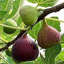 Organic Fig Trees Heirloom Non Gmo Image