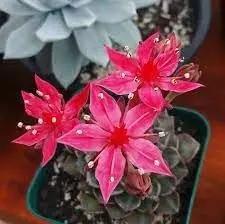 Graptopetalum Bellum Flower Seeds for Planting -Grow Vibrant Flowers at your Home Garden Dhara Seeds