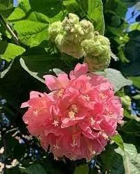 Dombeya Flower Seeds for Garden Planting - NON GMO Seeds Dhara Seeds