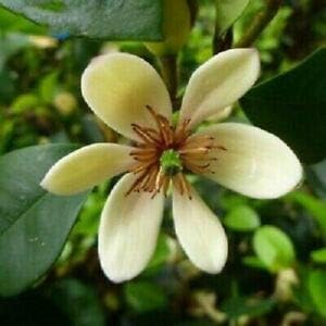 Cream Michelia Flower Seeds for Planting, 100 seeds for planting in home garden