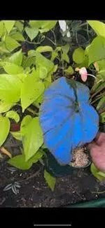 Bicolor Plant Seeds for Planting - NON GMO Seeds Dhara Seeds
