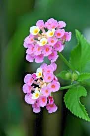 Wandelröschen Flower Seeds for Planting, 100