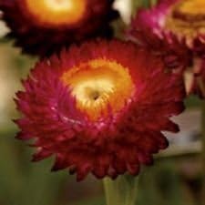 Heirloom Non-GMO Red yellow Strawflower Seeds for Dried Floral Arrangements and Garden Planting for planting in your garden.