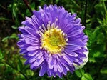 Chrysanthemum (Chrysanthemum scientific name) for planting in garden
