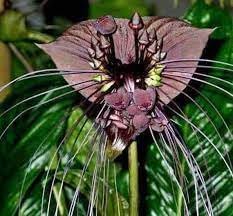 Tiger Orchid Flower Seeds for Planting - 100
