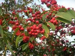 Cotoneaster Fruit Seeds for Cultivation