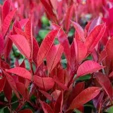 Photinia Plant Seeds for Garden Planting - NON GMO Seeds Dhara Seeds
