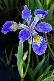 Blue Iris Flower Seeds for Garden Planting - NON GMO Seeds Dhara Seeds