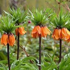 Fritillaria Plant Seeds for Planting - 100