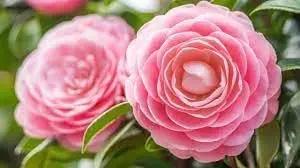 Camellia Pink White Flower Seeds for Planting - NON GMO Seeds Dhara Seeds