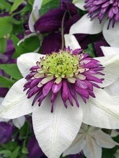 White Purple Clematis Flower Seeds – Heirloom Non-GMO Vining Blooms for Garden Planting for planting in your garden.