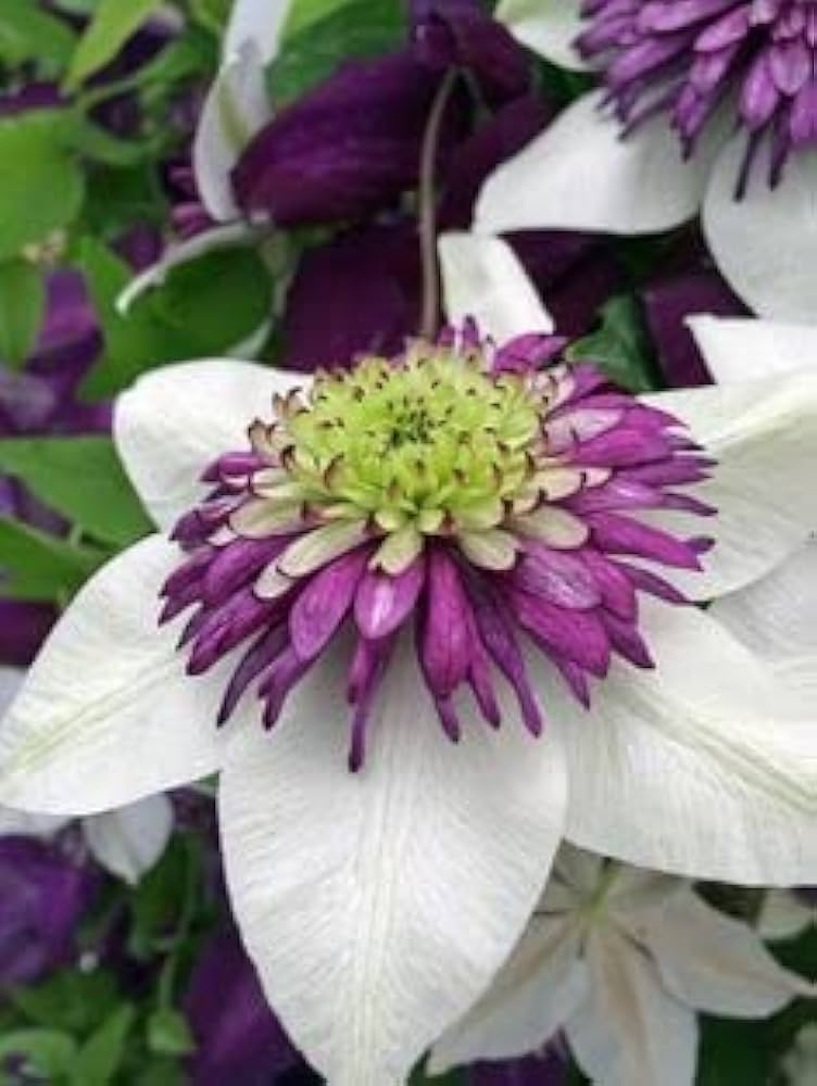 Clematis Clematis Jackmanii Double Purple Flower Seeds for Planting – Ideal for Vertical Garden and Trellis Displays