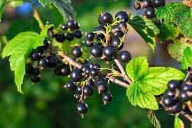 Johannisbeere Fruit Seeds for Planting - Tangy Fruit Lovers, Heirloom and GMO Free Seeds for Home Garden