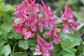 Corydalis Plant Seeds for Planting - 100
