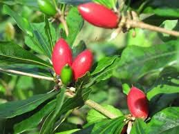 Miracle Berry Fruit Seeds for Planting - Growing a Unique and Flavor-Altering Fruit, GMO Free