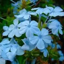 Plumbago Flower Seeds for Garden - NON GMO Seeds Dhara Seeds