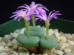 Conophytum Plant Seeds for Garden Planting - 100 pcs for planting in your garden.