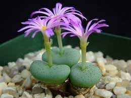 Conophytum Plant Seeds for Garden Planting - 100 pcs for planting in your garden.