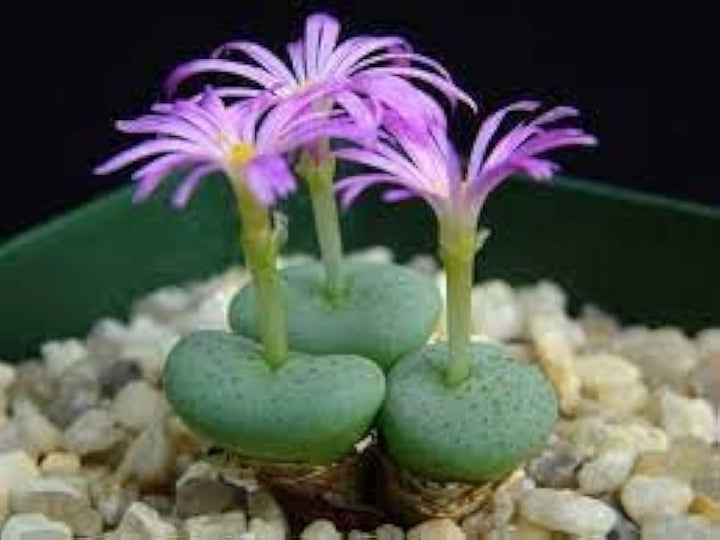 Conophytum Flower Seeds for Planting, Fresh, 100