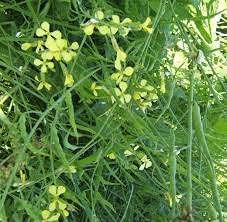 Mustard Heirloom Non Gmo Image