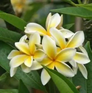 Yellow White Frangipani Flower Seeds – Heirloom, Non-GMO Tropical Seeds for Planting Dhara Seeds