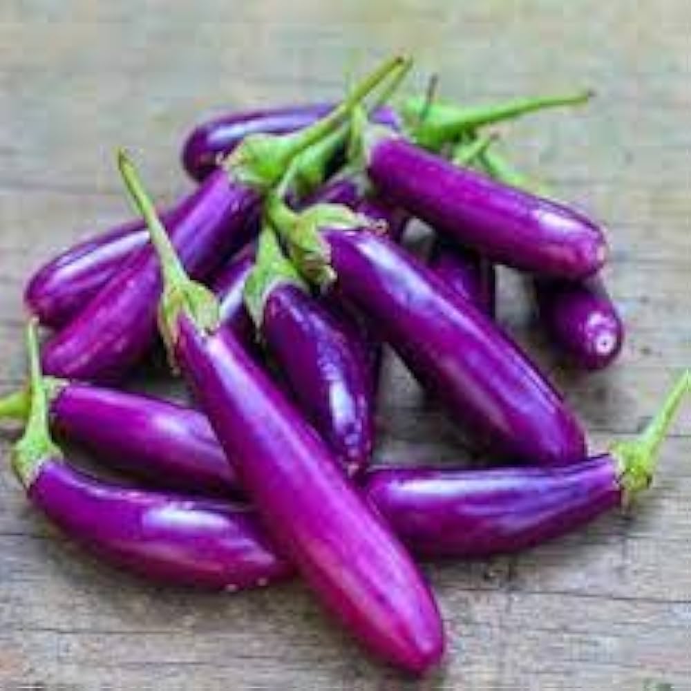 Purple Eggplant (Solanum melongena) for planting in vegetable garden