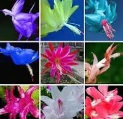 Mixed Zygocactus Truncatus Flower Seeds for Planting- Heirloom Seeds for Garden Dhara Seeds
