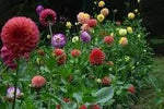 Dahlia Flower Seeds – Heirloom, Non-GMO Seeds for Planting Colorful Garden Blooms Dhara Seeds