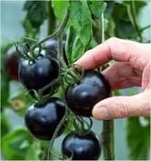 Tomato Seeds for Planting, Black