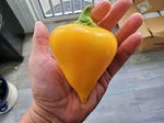 Mixed Pepper Capsicum spp. seeds for garden planting
