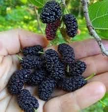 Mulberry Fruit Seed Pack for Juicy, Sweet Mulberries