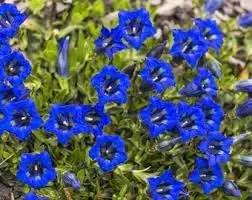 Gentian Flower Seeds for Planting - NON GMO Seeds Dhara Seeds
