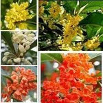 Osmanthus Flower Seeds for Garden Planting - NON GMO Seeds Dhara Seeds