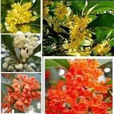 Osmanthus Flower Seeds for Garden Planting - NON GMO Seeds Dhara Seeds