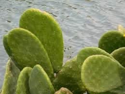 Opuntia cactus seeds for drought-tolerant garden