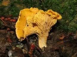 Mushroom Vegetable Seeds for Planting – Orange and Yellow Mix