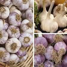 Garlic Seeds for Planting, Mixed Colour