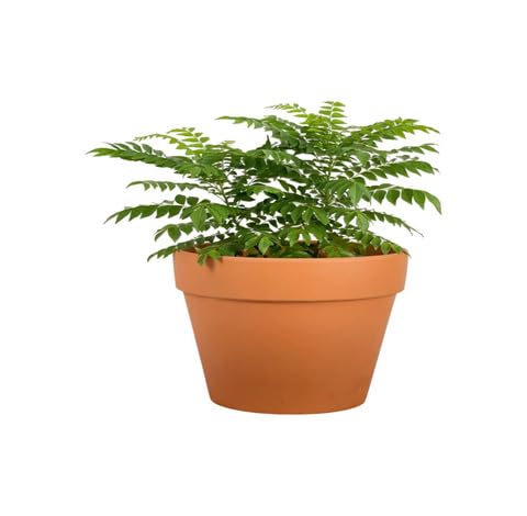Green Curryleaf - Heirloom, Non - Gmo Seeds