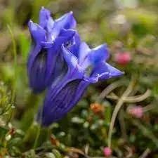 Gentian Flower Seeds for Planting - NON GMO Seeds Dhara Seeds