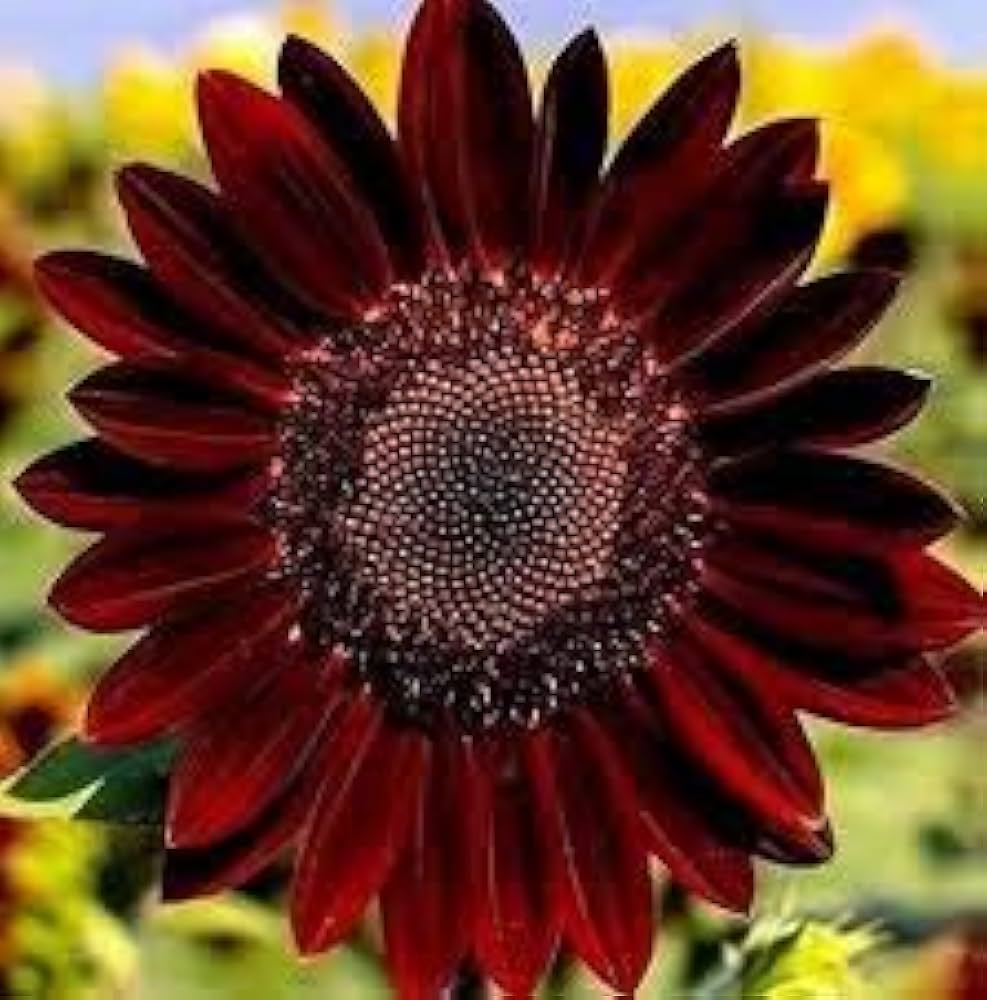 Red Sunflower Seeds for Planting Helianthus annuus for Flower Garden and Urban Landscaping