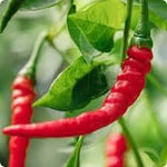 Cayenne Pepper Capsicum annuum seeds for home garden planting