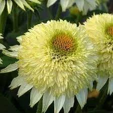 Vanilla Echinacea Flower Seeds for Planting - Heirloom, Non-GMO Seeds for Home Garden for planting in home garden