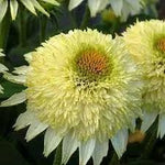 Vanilla Echinacea Flower Seeds for Planting - Heirloom, Non-GMO Seeds for Home Garden for planting in home garden
