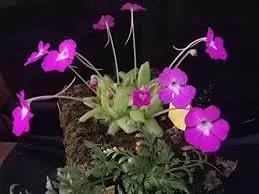 Butterwort flower seeds - NON GMO Seeds Dhara Seeds