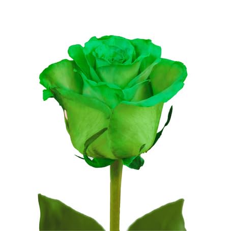Green Rose Flower - Heirloom, Non - Gmo Seeds